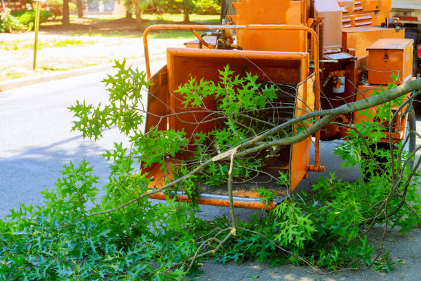 Best Tree Trimming and Pruning  in New Carrollton, MD